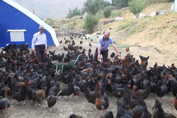 Hakkari'de 4 Bin 500 Tavuklu Çiftlik Açıldı