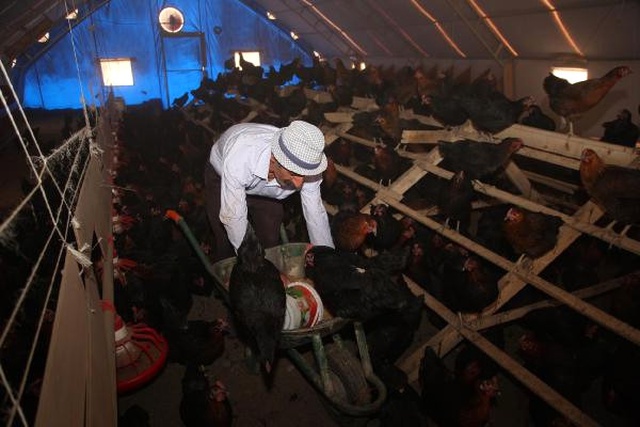 Hakkari'de 4 Bin 500 Tavuklu Çiftlik Açıldı