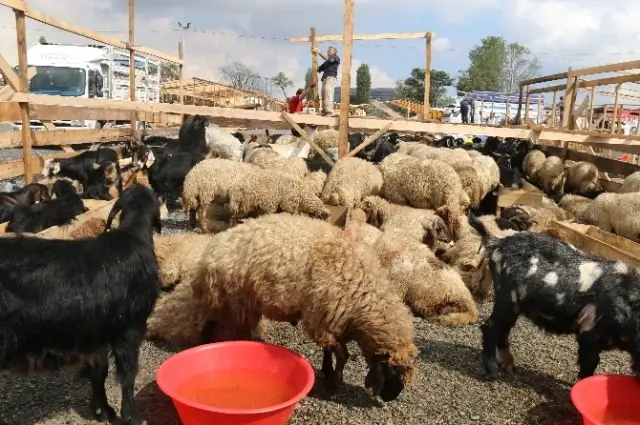 E-Kurban Yoğun Talep Görüyor