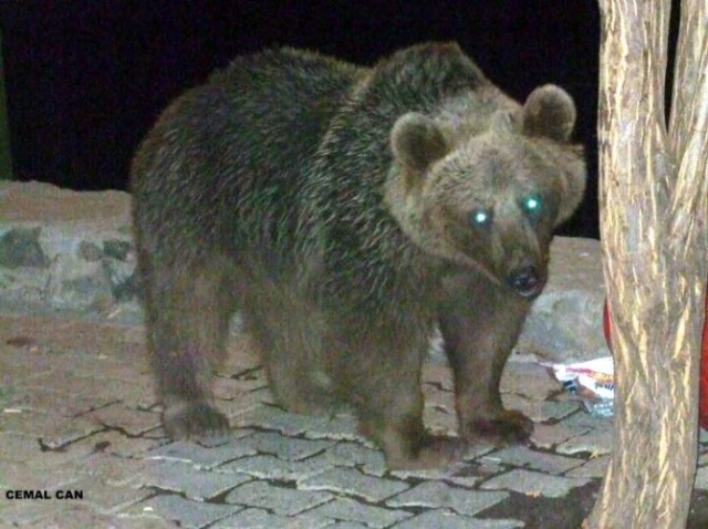 Tunceli'de Düzgün Baba Ziyaretgahında Ayıların Karın Doyurma Mücadelesi