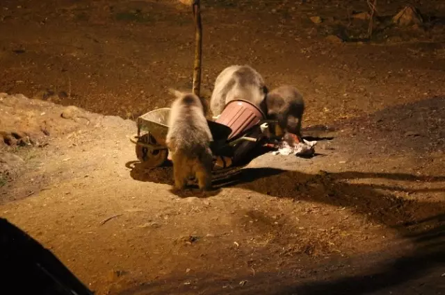 Tunceli'de Düzgün Baba Ziyaretgahında Ayıların Karın Doyurma Mücadelesi