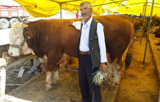 1 Tonluk 'Dadaş'ın Bakıcısı Çok, Alıcısı Yok