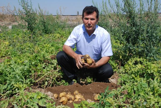 700 Bin Ton Patates Tarlada Kaldı