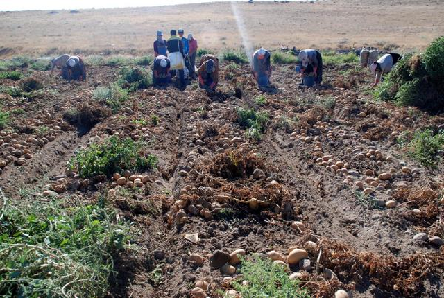 700 Bin Ton Patates Tarlada Kaldı