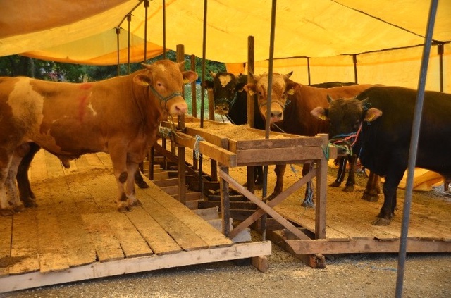 Giresun'daki Kurban Pazarında Kurbanlıklar Hediyeli