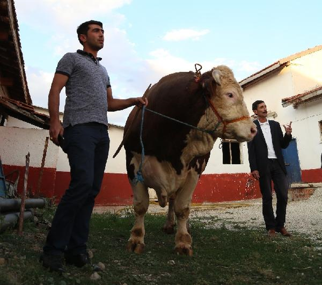 2 Tonluk Boğaya Ankaralı İş Adamı Talip Oldu