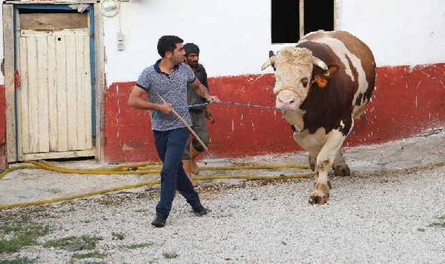 2 Tonluk Boğaya Ankaralı İş Adamı Talip Oldu