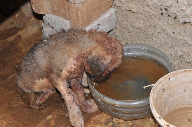 Köpeklerin Saldırdığı Yavru Köpek, Hayvan Hastanesine Kaldırıldı