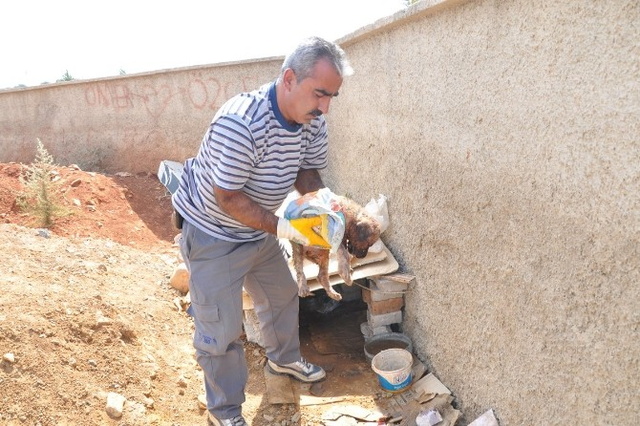 Köpeklerin Saldırdığı Yavru Köpek, Hayvan Hastanesine Kaldırıldı