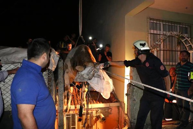 3 Metrelik Boşluğa Düşen Kurbanlık Boğayı İtfaiye Kurtardı