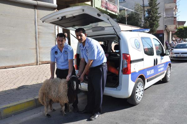 Kaçan Kurbanlık Koyunun Sahibi Anons Edilerek Bulundu