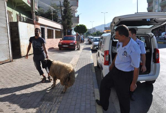 Kaçan Kurbanlık Koyunun Sahibi Anons Edilerek Bulundu