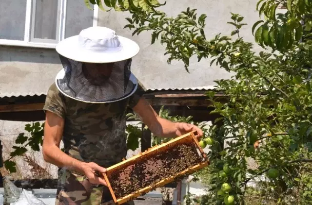 Katil Arılar Devasa Büyüklükte Kovan Yaptılar