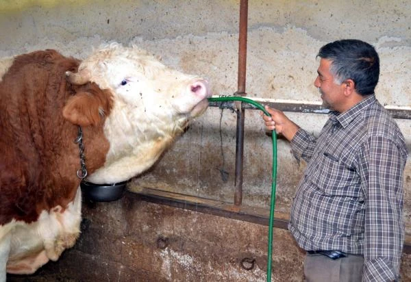 Satamadığı 50 Bin Liralık Boğasını Cumhurbaşkanı'na Hediye Etmek İstiyor