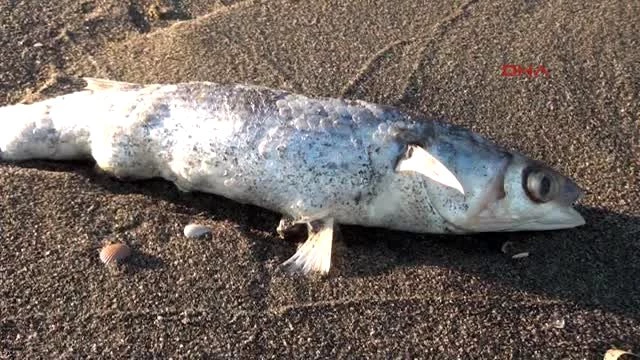 Mersin'de Balıklar Sahile Vurdu! Yetkililer 'Almayın' Diye Uyardı