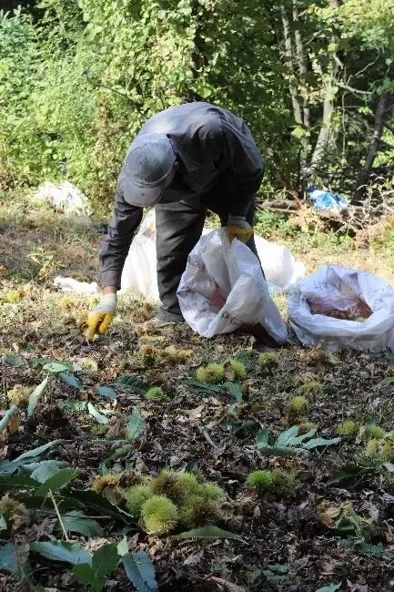 Katil Arılar 20 Bin Ağacı Kuruttu, Uludağ'da Hasat Sıkıntılı Başladı