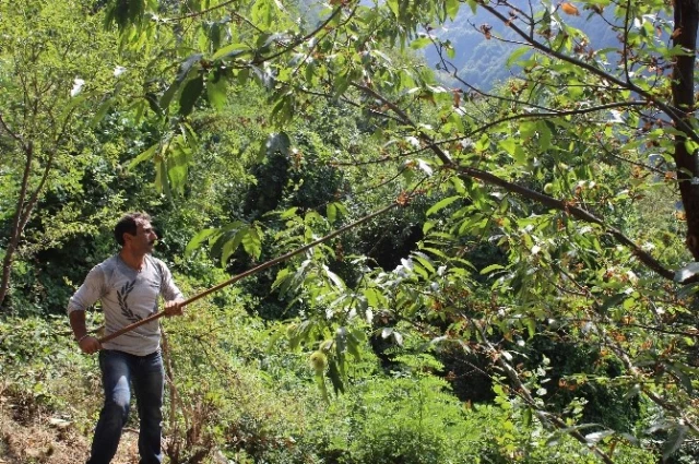 Katil Arılar 20 Bin Ağacı Kuruttu, Uludağ'da Hasat Sıkıntılı Başladı