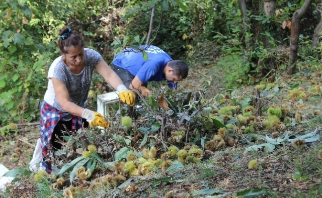 Katil Arılar 20 Bin Ağacı Kuruttu, Uludağ'da Hasat Sıkıntılı Başladı