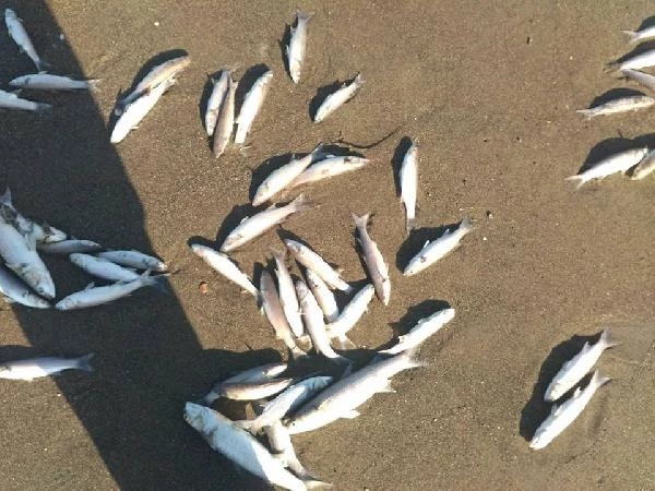 Samandağ Sahilinde Binlerce Balık Telef Oldu