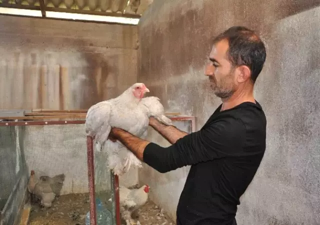 Hobi Olarak Ürettiği Süs Tavuklarını 2 Bin TL'den Satıyor