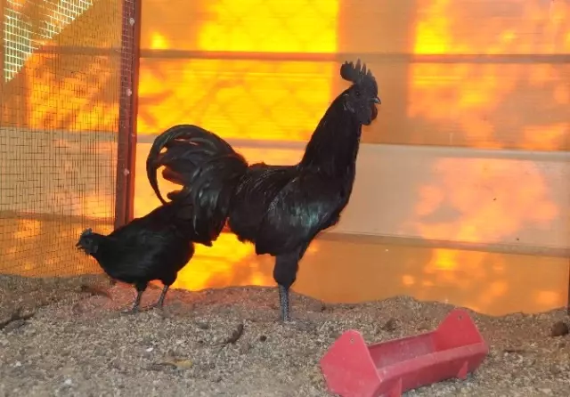 Hobi Olarak Ürettiği Süs Tavuklarını 2 Bin TL'den Satıyor