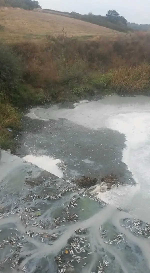 Meriç Küçükdoğanca Deresinde Toplu Balık Ölümü Görüldü