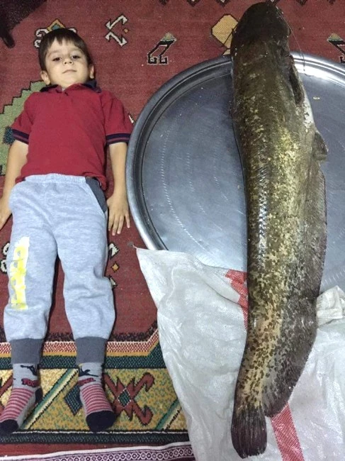 Denizli'de 130 Santim Uzunluğunda Yayın Balığı Yakalandı
