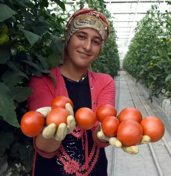 Türkiye'de İlk Kez Jeotermal Enerjiyle Eksi 46 Derecede Seracılık