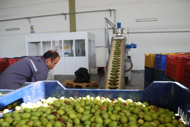 Zeytin Hasadı Başladı, Hayalleri Suya Düşen Üreticinin Tadı Kaçtı