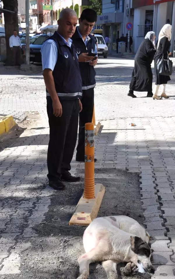 Zabıta Ekiplerinin Çabası Zehirlenen Köpeği Kurtarmaya Yetmedi