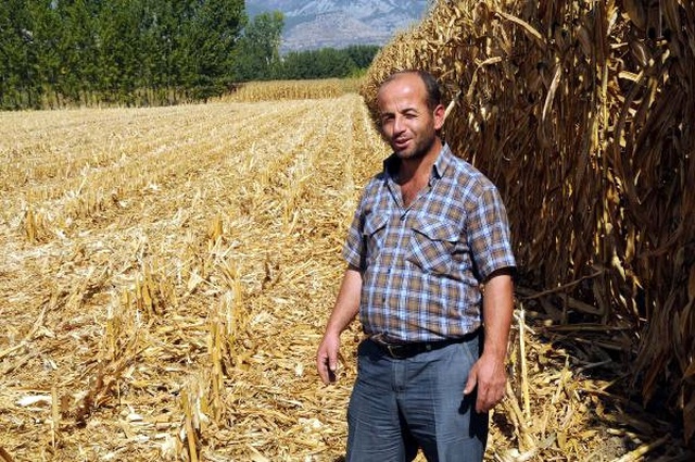 Tarladan Çaldıkları 19 Ton Mısırı Satmaya Götürürken Yakalandılar