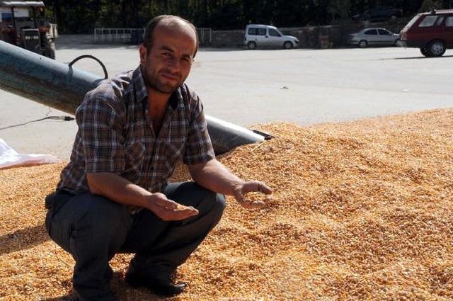 Tarladan Çaldıkları 19 Ton Mısırı Satmaya Götürürken Yakalandılar