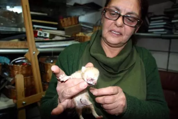Kastamonu'da 3 Gözlü, 2 Burunlu Yavru Kedi Görenleri Şaşkına Çevirdi