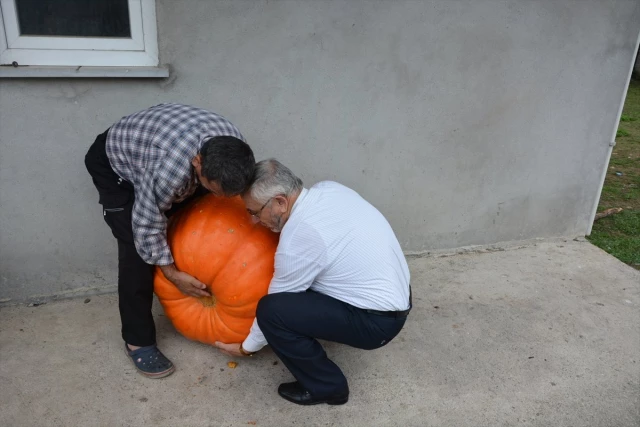 90 Kilogramlık Bal Kabağı Yetiştirdi