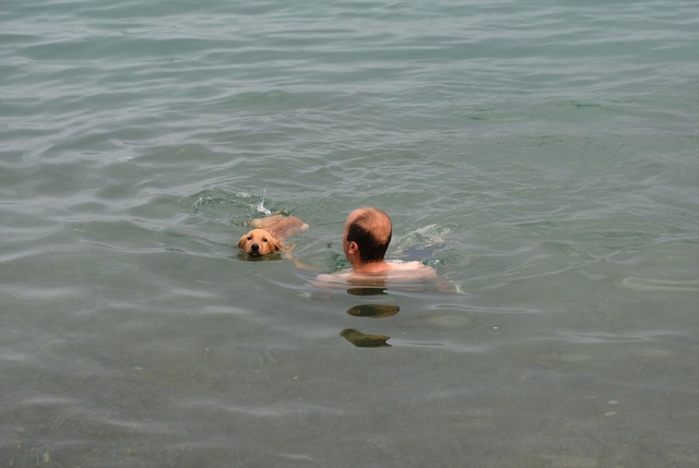 Hakkari'de Bacakları Kırılan Köpek, İsviçre'de Yuva Buldu