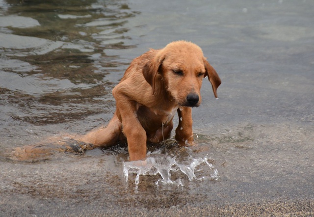 Hakkari'de Bacakları Kırılan Köpek, İsviçre'de Yuva Buldu