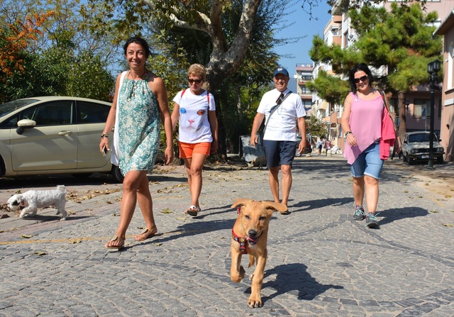 Hakkari'de Bacakları Kırılan Köpek, İsviçre'de Yuva Buldu