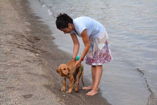<a class='keyword-sd' href='/hakkari/' title='Hakkari'>Hakkari</a>'de Bacakları Kırılan Köpek, <a class='keyword-sd' href='/isvicre/' title='İsviçre'>İsviçre</a>'de Yuva Buldu