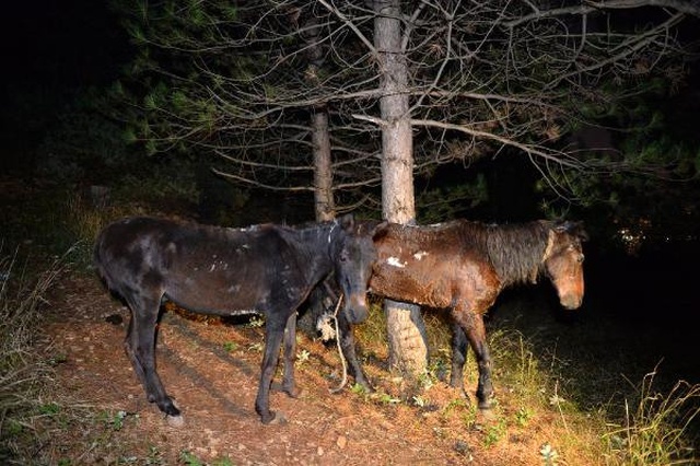 Uludağ'ın Eteklerinde At Keserken Suçüstü Yakalandılar