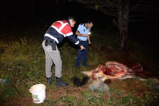 Uludağ'ın Eteklerinde At Keserken Suçüstü Yakalandılar