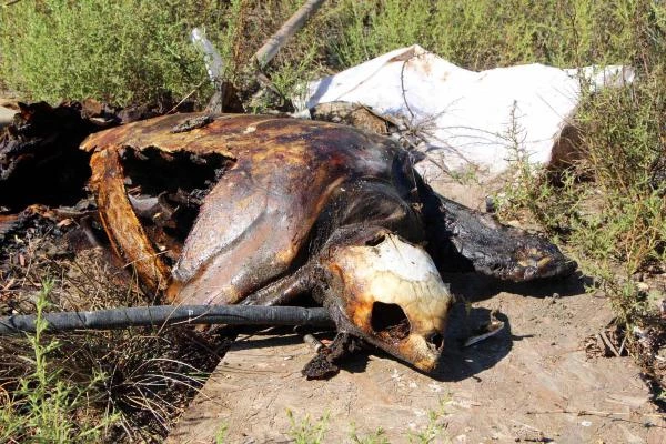 Caretta Caretta Kaplumbağasını Ateşe Vermişler