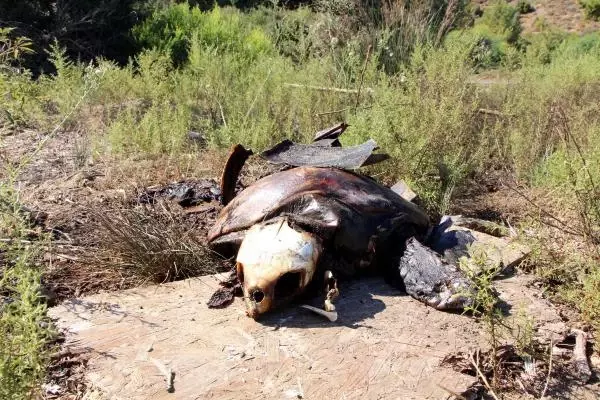 Caretta Caretta Kaplumbağasını Ateşe Vermişler