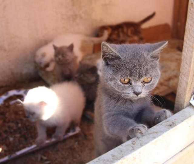 Gümrükten İhale ile Kedi Satışı! Tanesi 7 Bin 80 Liradan Satılacak