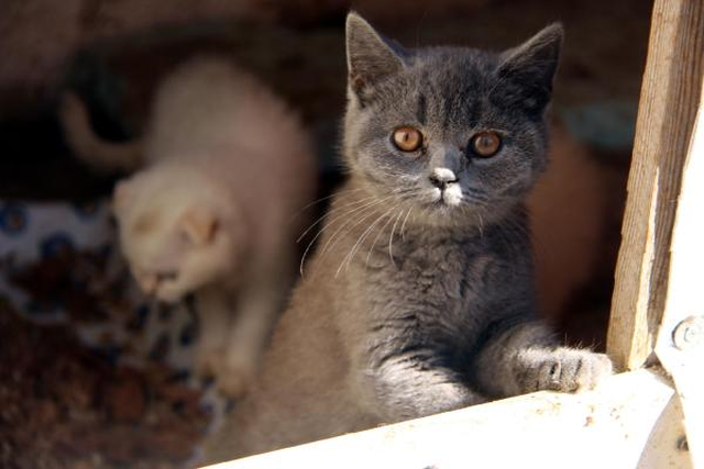 Gümrükten İhale ile Kedi Satışı! Tanesi 7 Bin 80 Liradan Satılacak