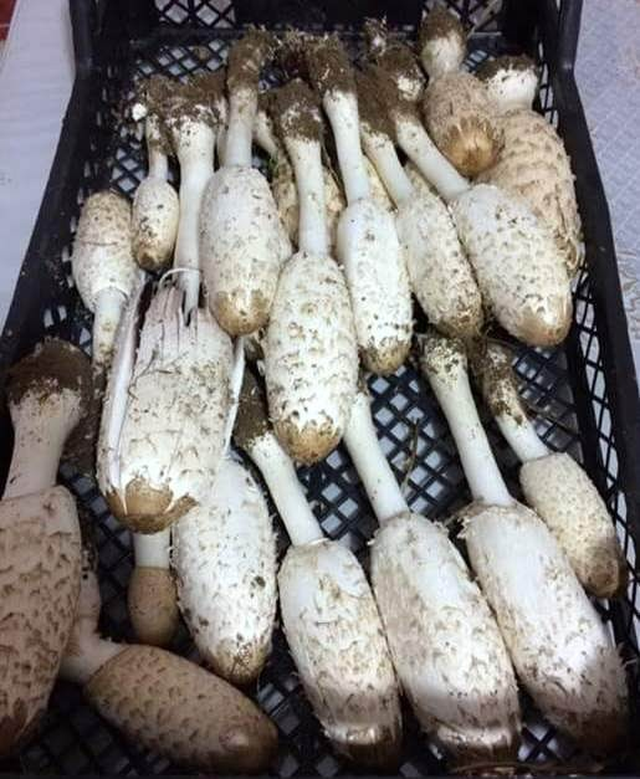 Senede İki Sefer Görülen Söbelek Mantarı Altından Daha Değerli