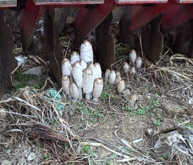 Senede İki Sefer Görülen Söbelek Mantarı Altından Daha Değerli