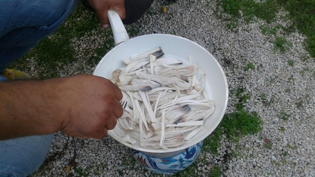 Senede İki Sefer Görülen Söbelek Mantarı Altından Daha Değerli