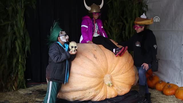 866 Kilogramlık Bal Kabağı Sergilendi