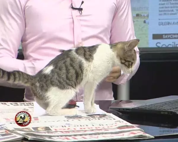 Sokak Kedisinin Canlı Yayın Keyfi İlginç Görüntüler Oluşturdu