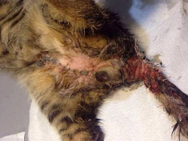 Parkta Vahşet! Yavru Kediye Tecavüz Edip Bıçakladılar